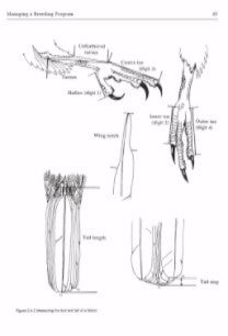 Understanding the Bird of Prey