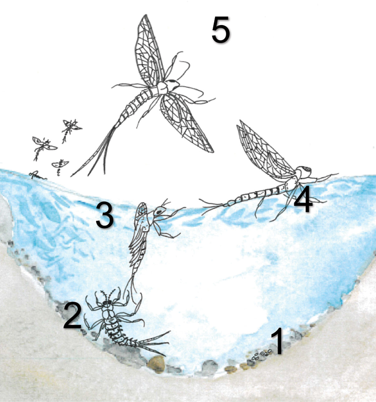 Fly Fishing Fundamentals: A Visual and Practical Guide for Beginners