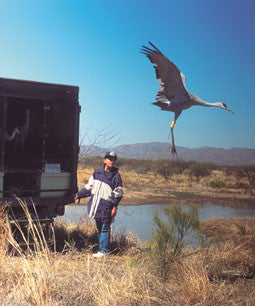 Wings Across The Desert: the incredible motorized crane migration